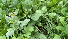 Cutting and harvesting forage 